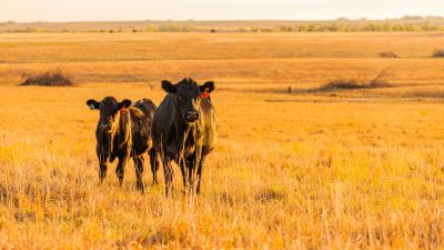 How critical production decisions affect the fate of our cow herd numbers