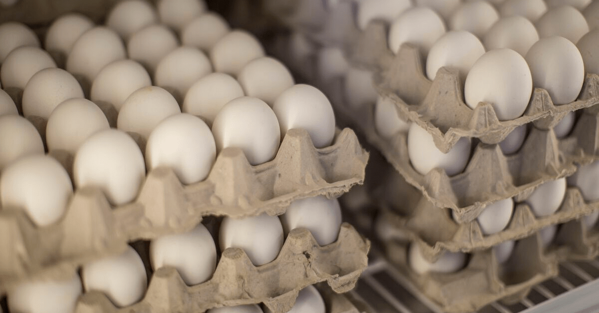 Sustainable egg production