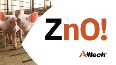 Piglets and ZnO! text