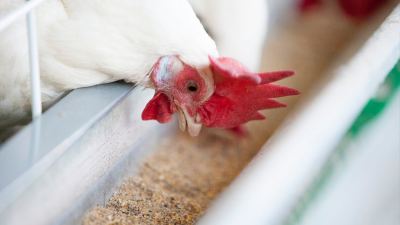 “Green” poultry farming: keeping it profitable and sustainable