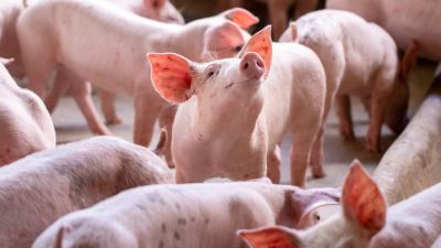 Maximizing profitability during summer markets through nutrition in pig operations