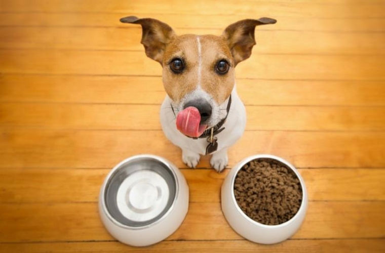 Feed the breed: Better pet nutrition through nutrigenomics