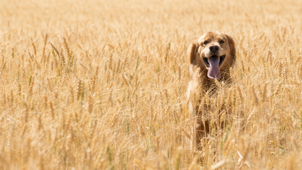 As consumers gravitate toward functional "superfoods" and foods cultivated using sustainable practices, they often apply the same scrutiny to their pets' food.  Crop management that uses natural ingredients helps improve environmental impact and promotes the plant's nutritional value.