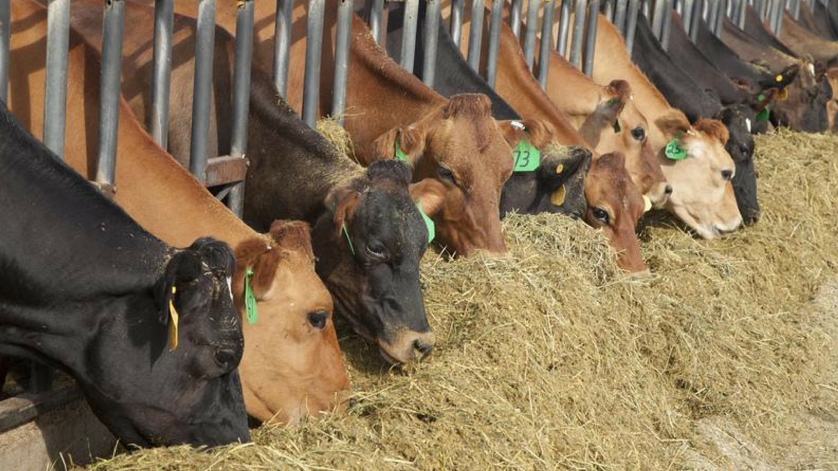 Calculate and improve your dairy’s income over feed cost metrics