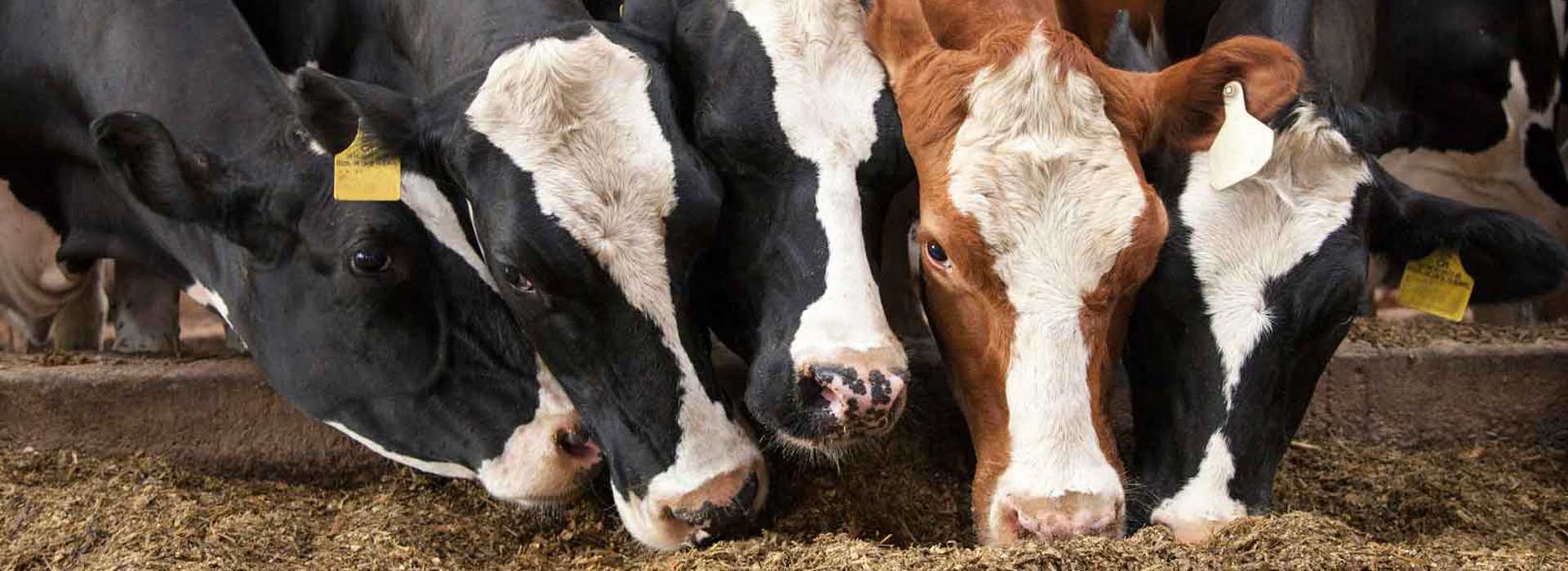 Dairy Cows | Alltech, Working Together for a Planet of Plenty