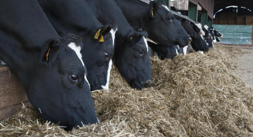 Dry cow nutrition key to cow health