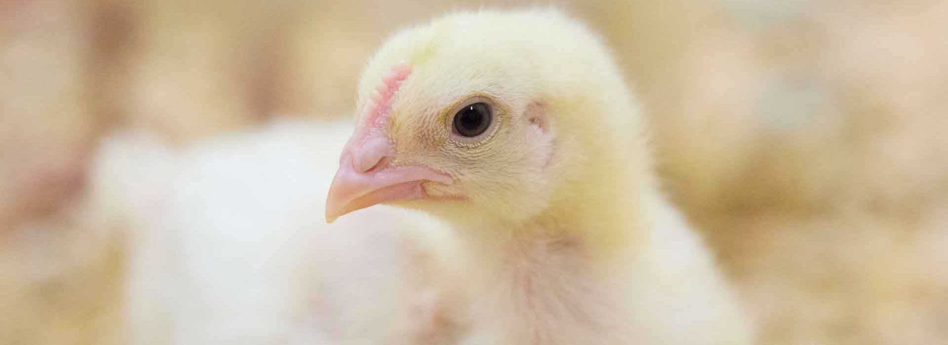 Poultry, Chickens | Alltech is delivering smarter, sustainable  solutions for agriculture