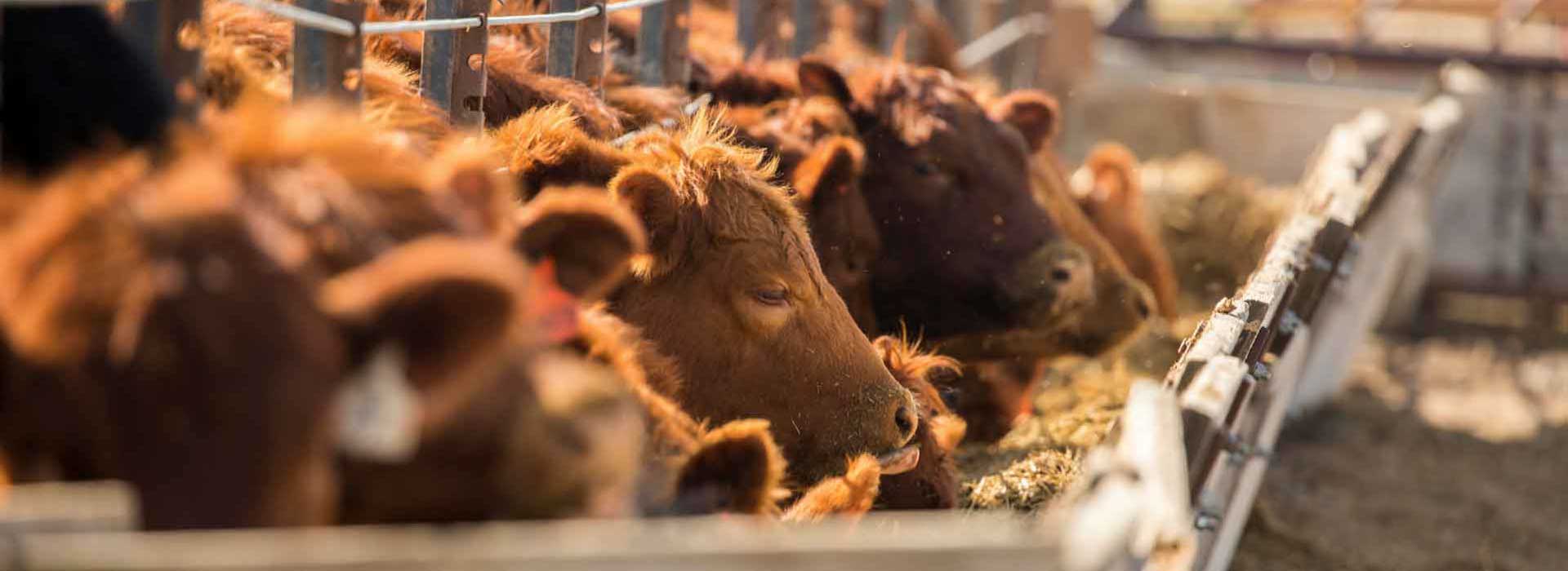 Beef Cattle | Alltech, Working Together for a Planet of Plenty