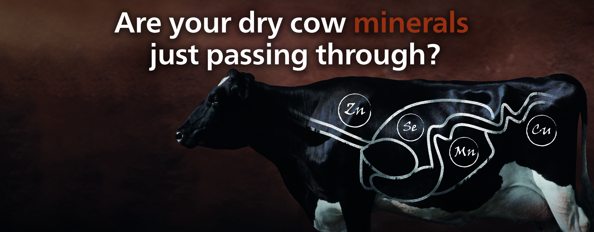 Are your dry cow minerals just passing through?