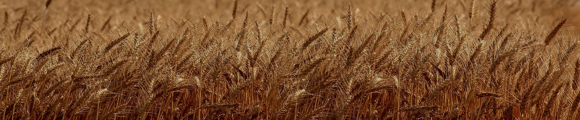 filed of wheat