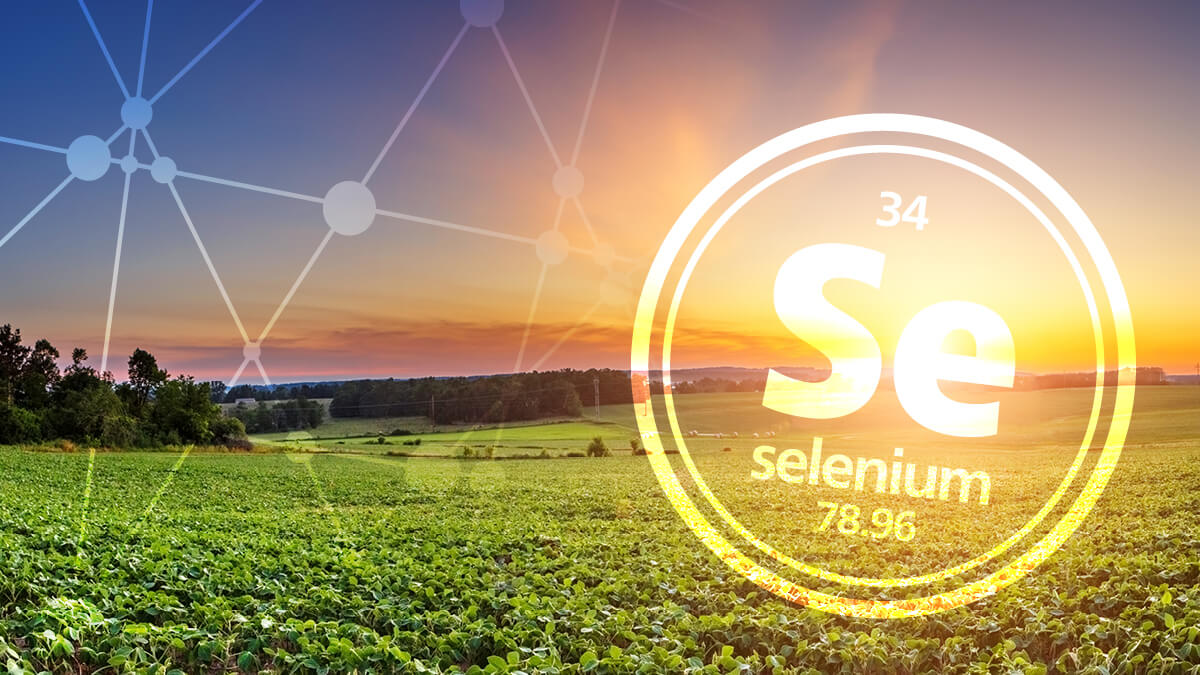 Selenium in agriculture crops