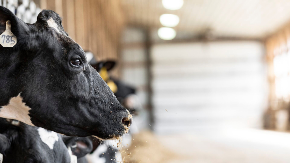 Transforming livestock nutrition for performance and sustainability
