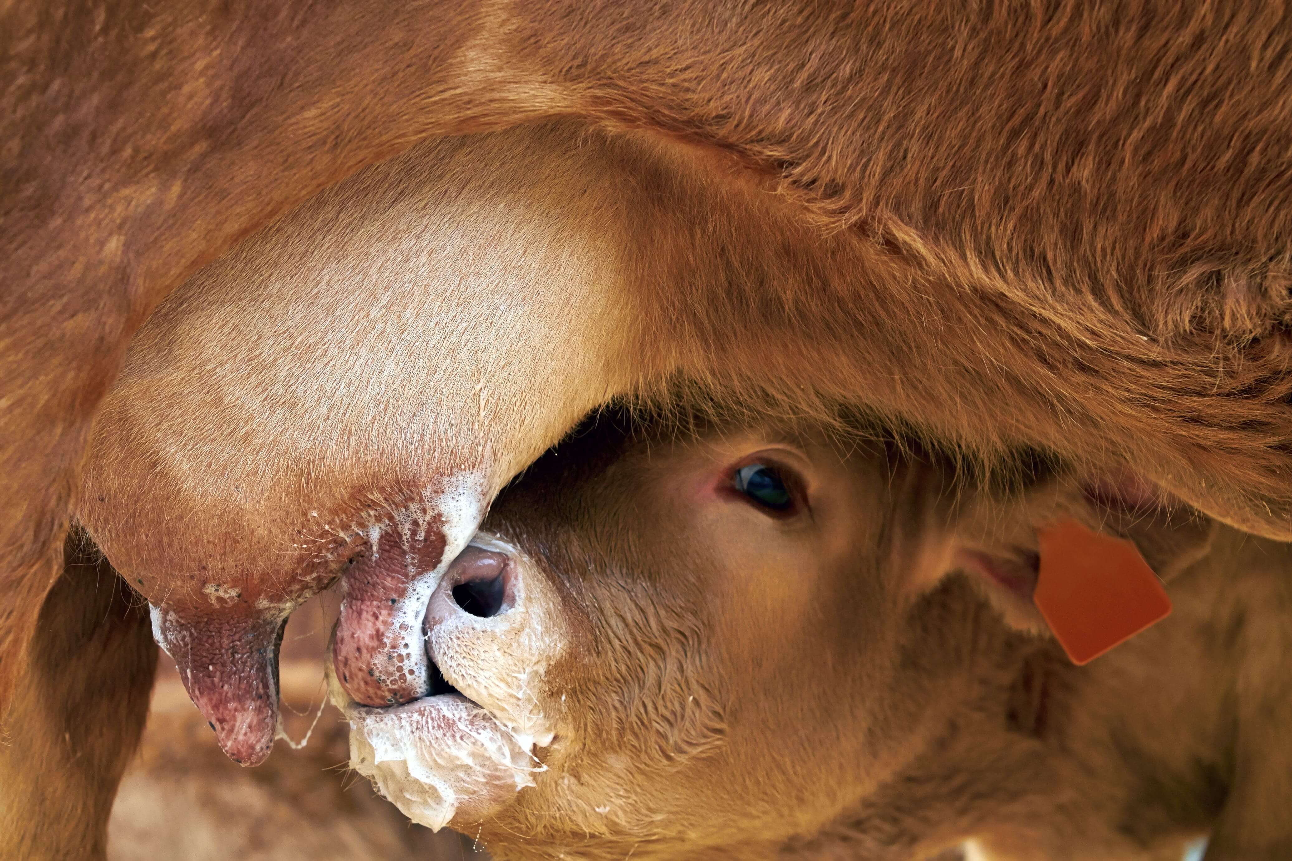 Setting Beef Cows Up to Produce the Best Colostrum for Calves