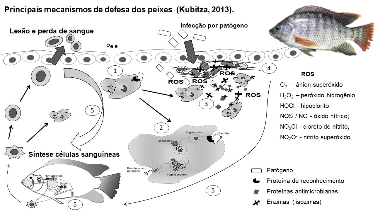 Mecanismo de defesa dos peixes por Fernando Kubitza