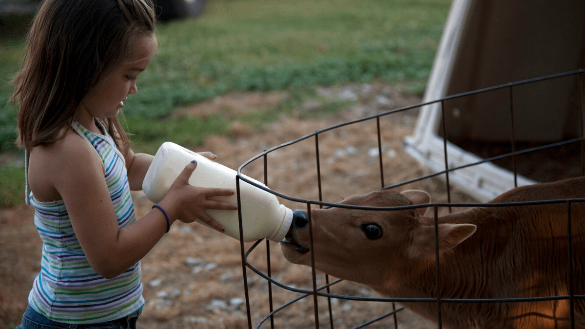 "Bottle feeding calf"