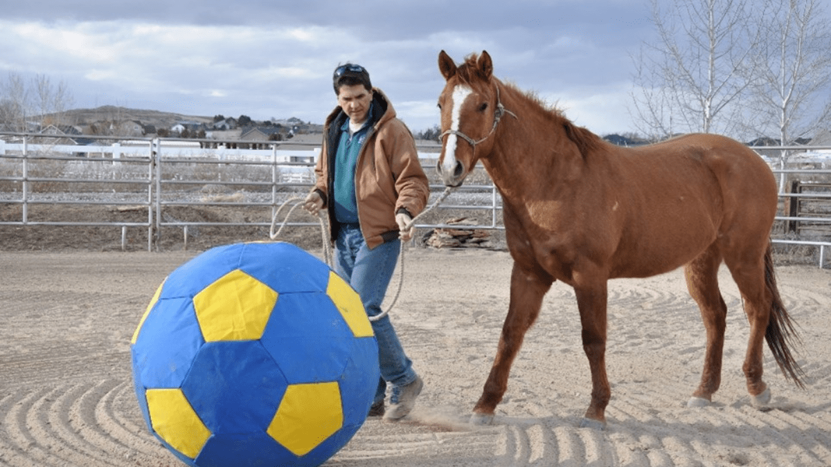 "horse exercising with ball"