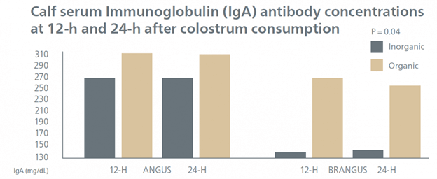 "Calf antibody concentrations after colostrum consumption with organic trace minerals"