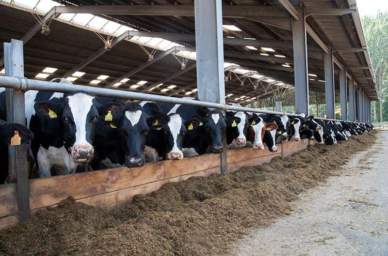 Dairy Cows in barn