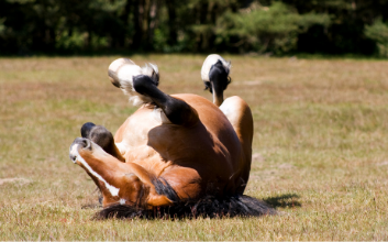 "Problemas digestivos en caballos"