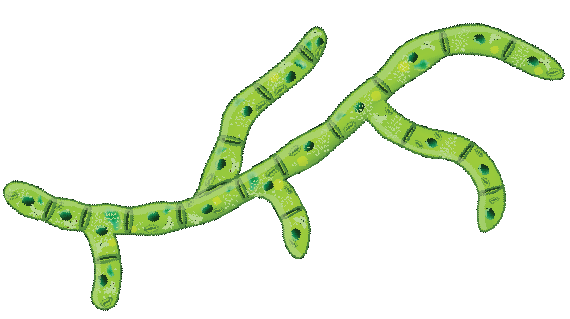 microbes4.png