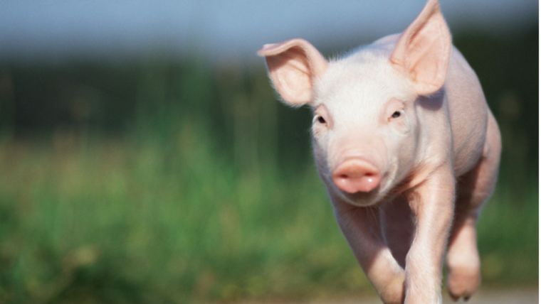 The diversity and balance of the pig's microbiome, or intestinal ecosystem, are critical to its health and performance, especially as antibiotics are reduced.