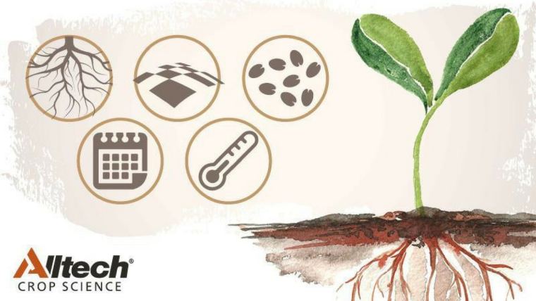 Watching plants grow: 5 tips for successful crop emergence