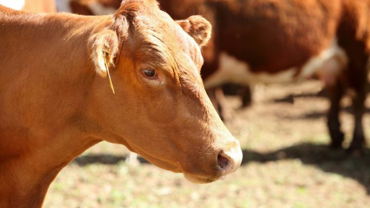 Veterinary Feed Directive 2017: The final countdown for beef cattle readiness