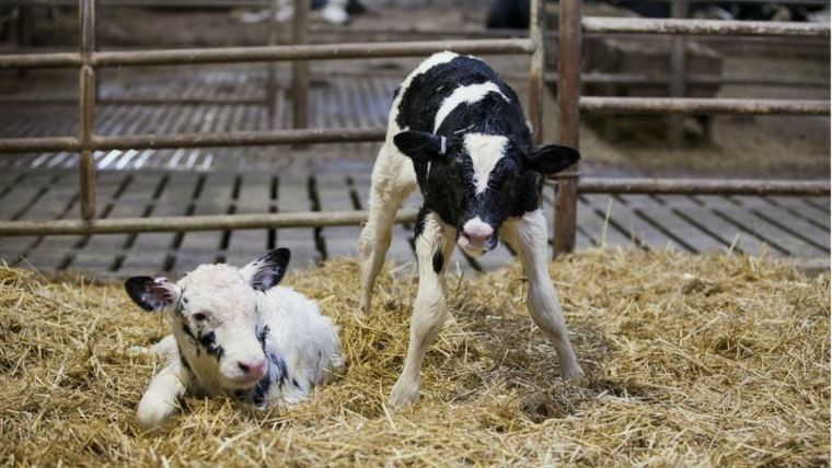 Colostrum quality for calves' healthy start