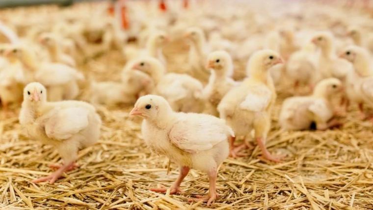 Better brooding: 5 focus areas for flock health