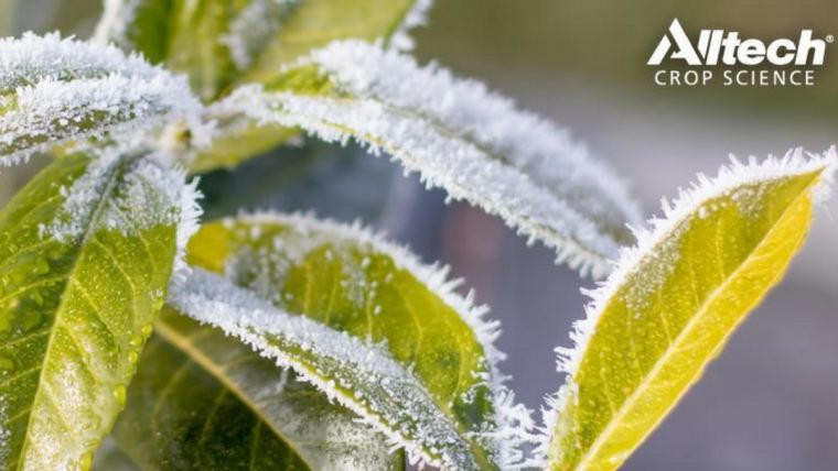 Don’t let frost bite your crops this winter