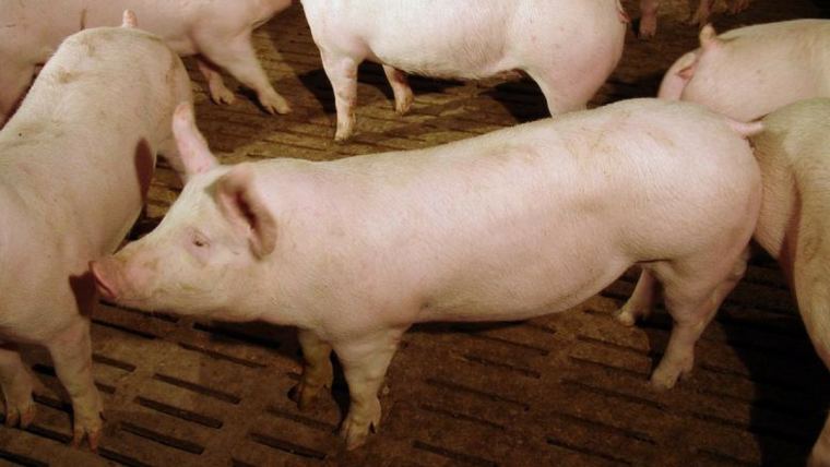 Pig Barns Prep for PEDv This Winter