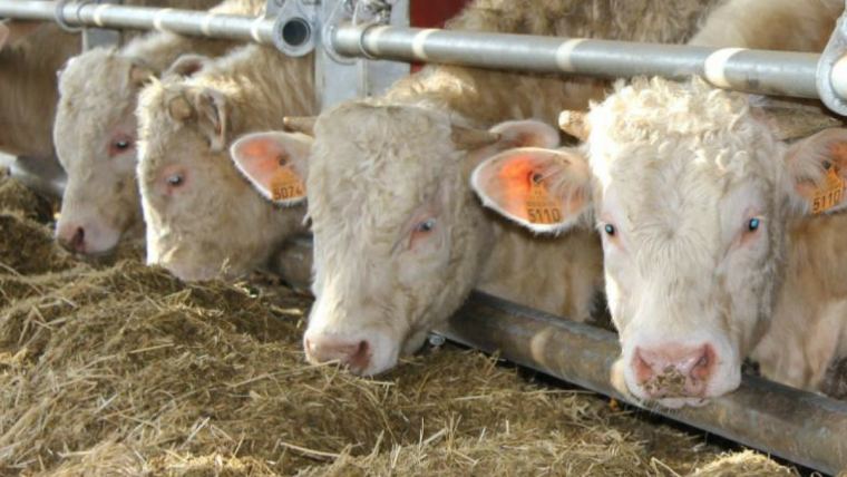 5 tips for monitoring your herd's rumen health | Alltech