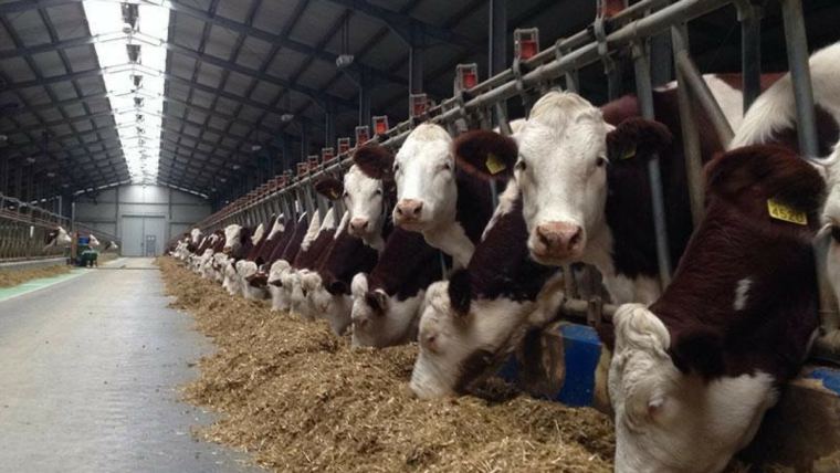 Three Dairy Farms in Romania