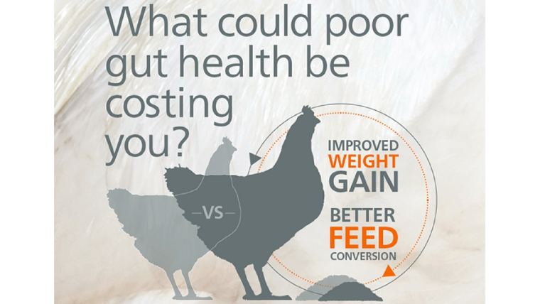 Profitable Poultry Production: It All Comes Down to Gut Health