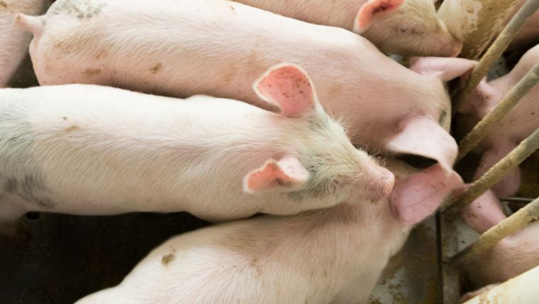 A better bulk bin: Preventing pig feed contamination