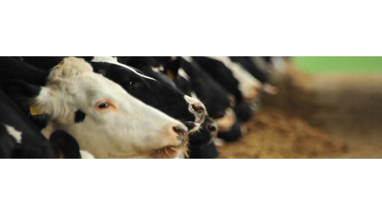 Managing the Transition Period of the Modern Dairy Cow