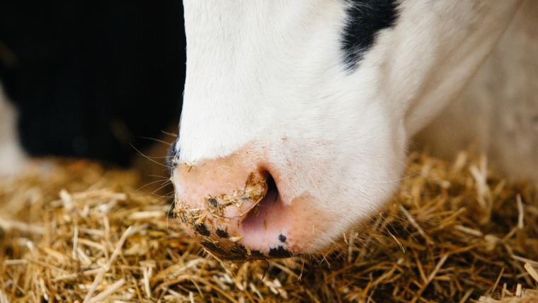 Displaced Abomasum: Managing the Transition Period of the Modern Dairy Cow