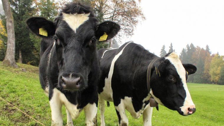 Dairy Herd Fertility
