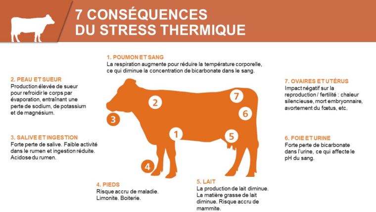 heat stress thermique vache laitière performance