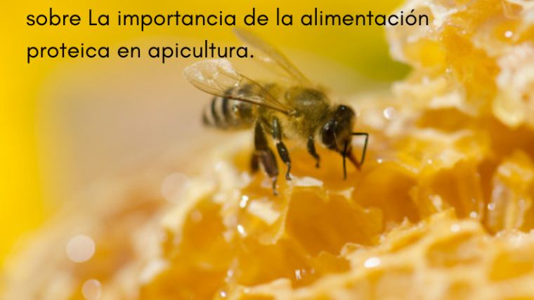 Conferencia APISCAM: La importancia de la alimentación proteica en apicultura