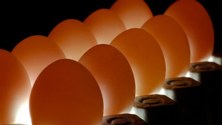 Uso de minerais orgânicos aumenta produção de ovos de qualidade acima da média nacional