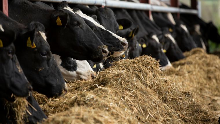 What does effective dry cow management mean?