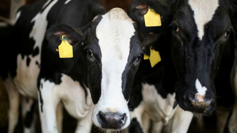 Los productores lecheros holandeses, posibles pioneros de la lucha contra las emisiones de nitrógeno