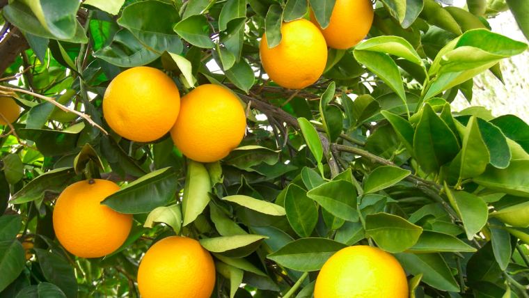 Pomar de laranja