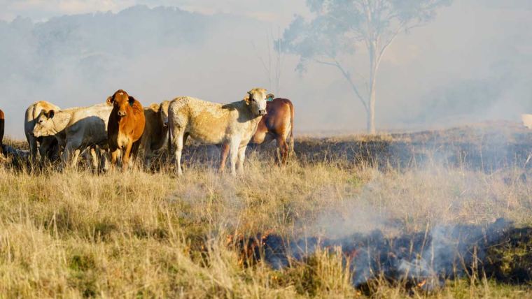 Photo - cows standing in a burning field
