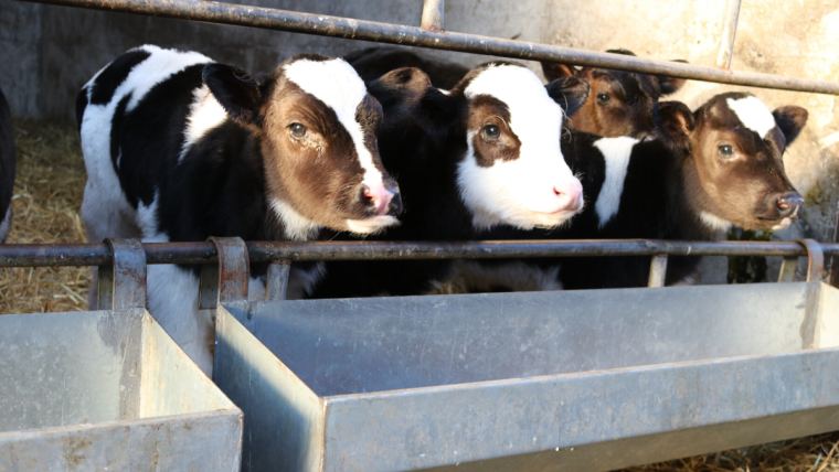 The 4 essential aspects of proper calf management