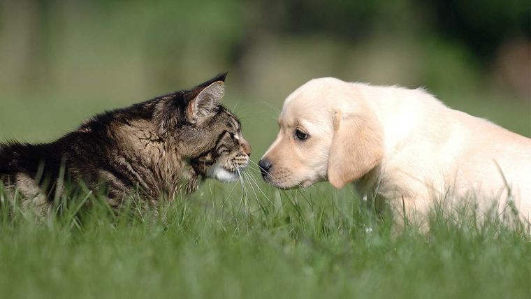 Gato e cão face a face em um gramado