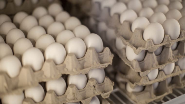 Good gut health in layers can help to achieve egg production goals.
