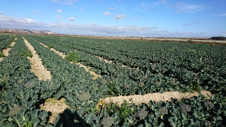 Eficacia del protocolo ALLTECH CROP SCIENCE para la producción y calidad del brócoli