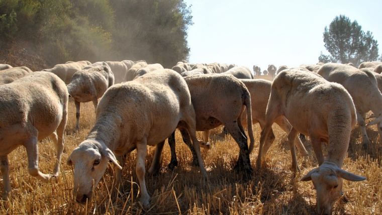 Valorización de forrajes en ganado lechero